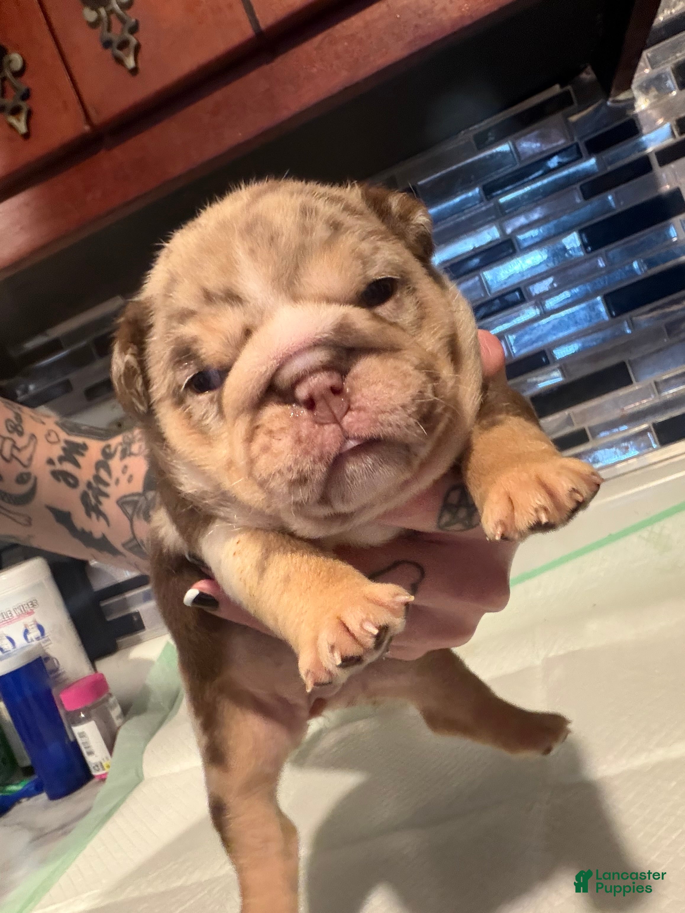 English Bulldog dogs McFlurry - Ad 30