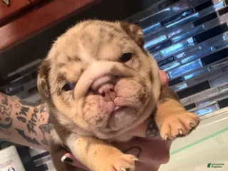 English Bulldog dogs McFlurry - Ad 30