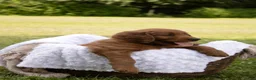 Goldendoodle dogs for sale: Goldendoodle 1 - Ad 4