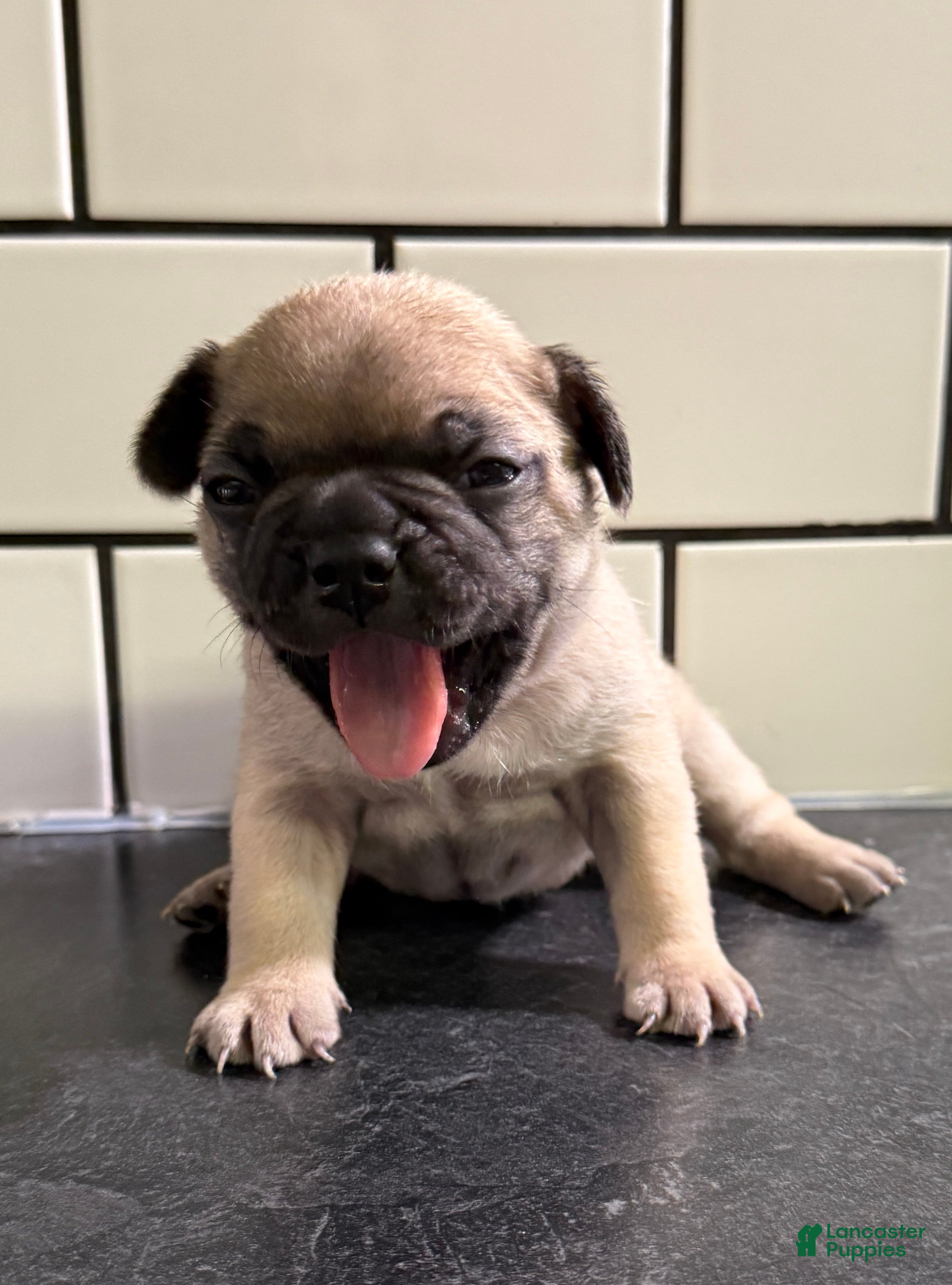 Frenchton dogs Frenchton Puppy 4 - Ad 38