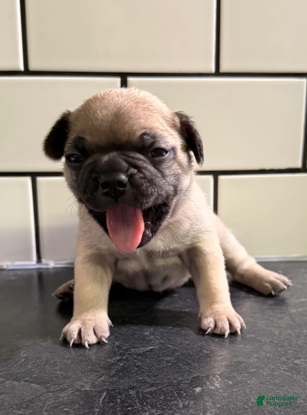 Frenchton dogs for sale: Frenchton Puppy 4 - Ad 1