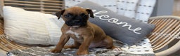 Boxer dogs for sale: Hunter - Ad 10