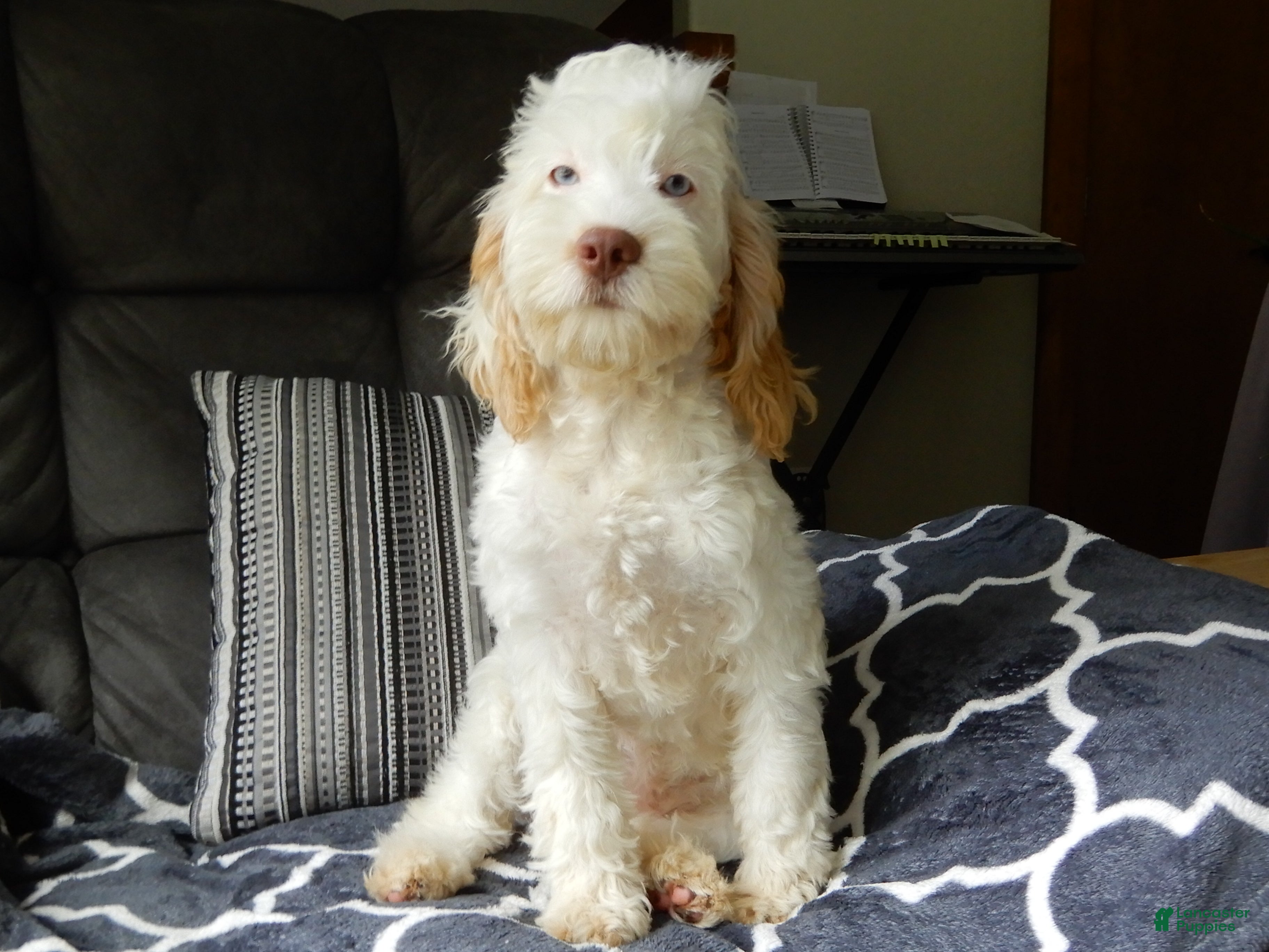 Cockapoo dogs Maci - Ad 2