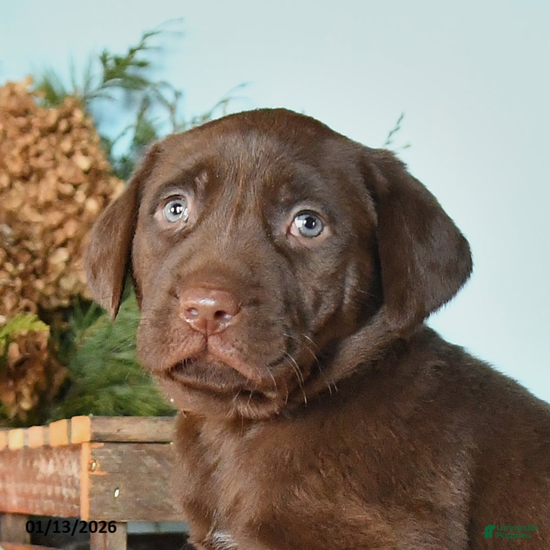 Labrador Retriever dogs for sale: Ebenezer - Ad 2
