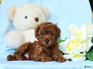 Toy Poodle dogs Woody - Ad 37