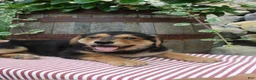 German Shepherd dogs for sale: Honey - Ad 4