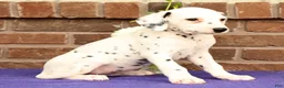 Dalmatian dogs for sale: Cindy - Ad 4