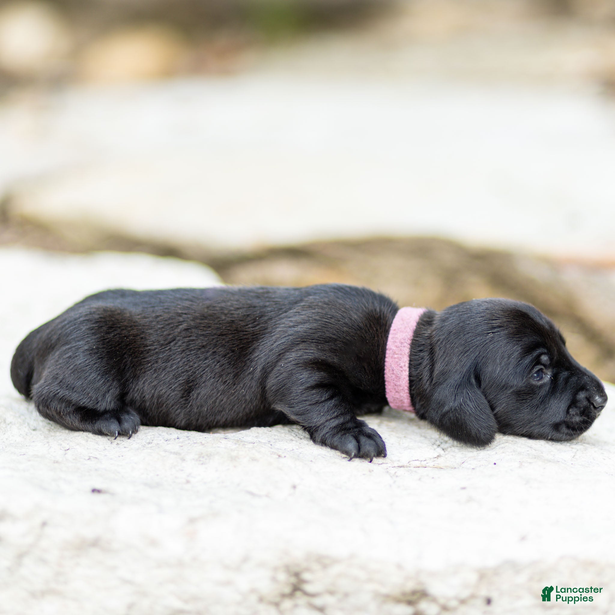 Miniature Dachshund dogs Pansy Miniature Dachshund  - Ad 2