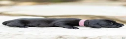 Miniature Dachshund dogs for sale: Pansy Miniature Dachshund  - Ad 2