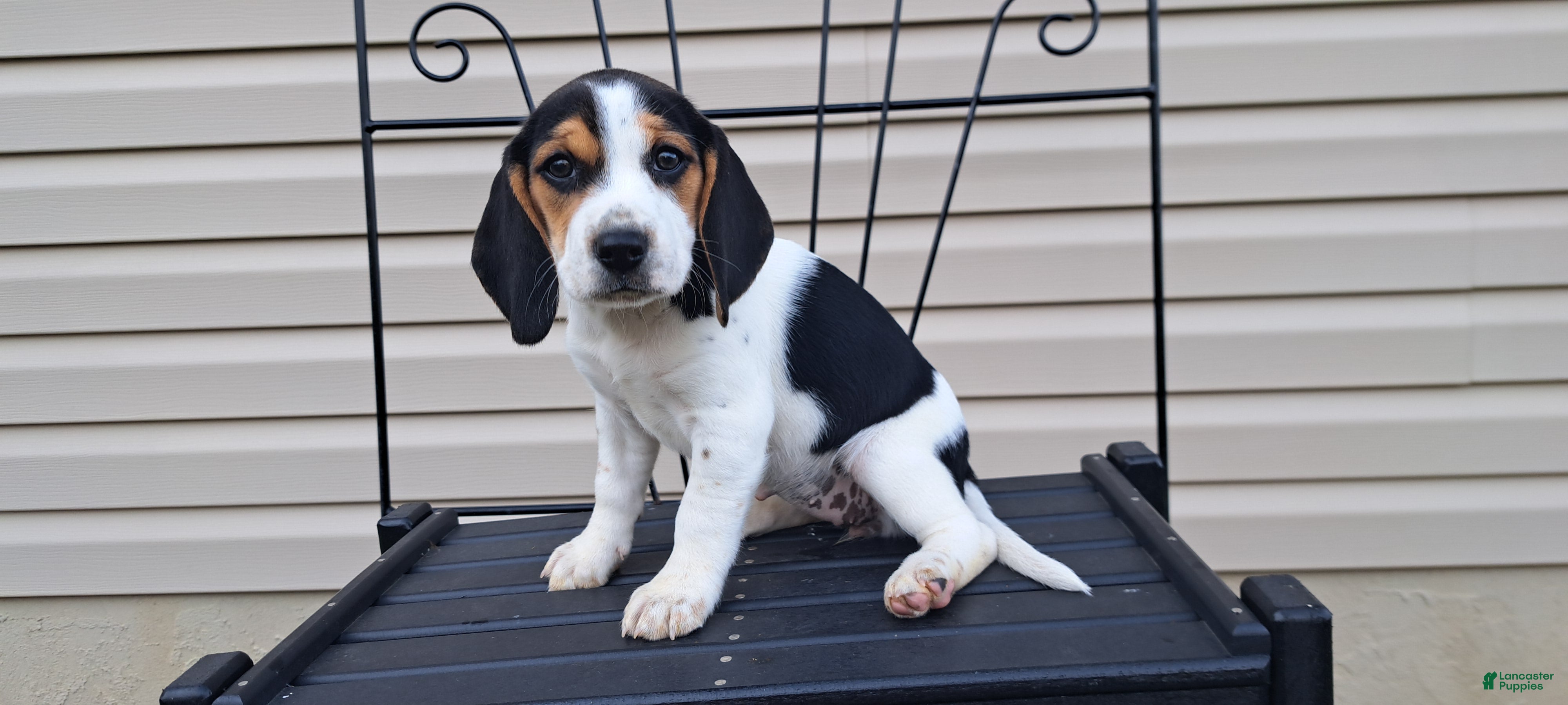 Beagle dogs GINGER - Ad 1
