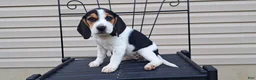 Beagle dogs for sale: GINGER - Ad 1