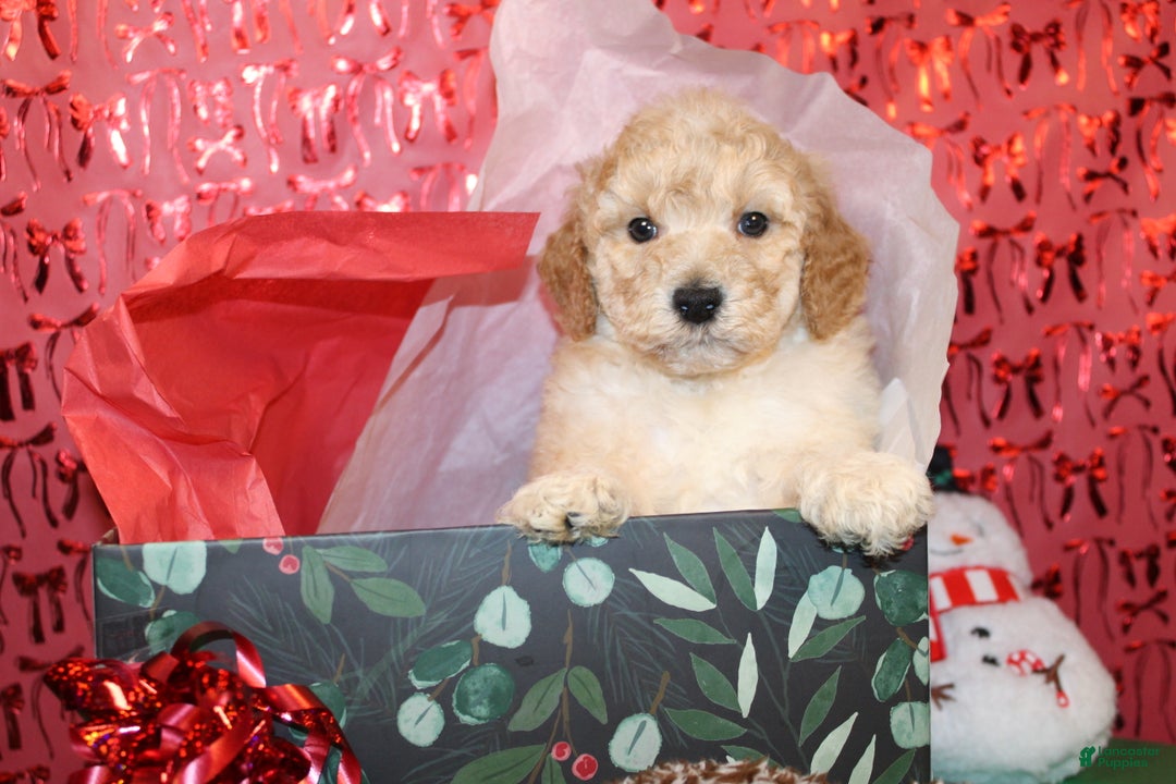 Miniature Poodle dogs for sale: Monty - Ad 1