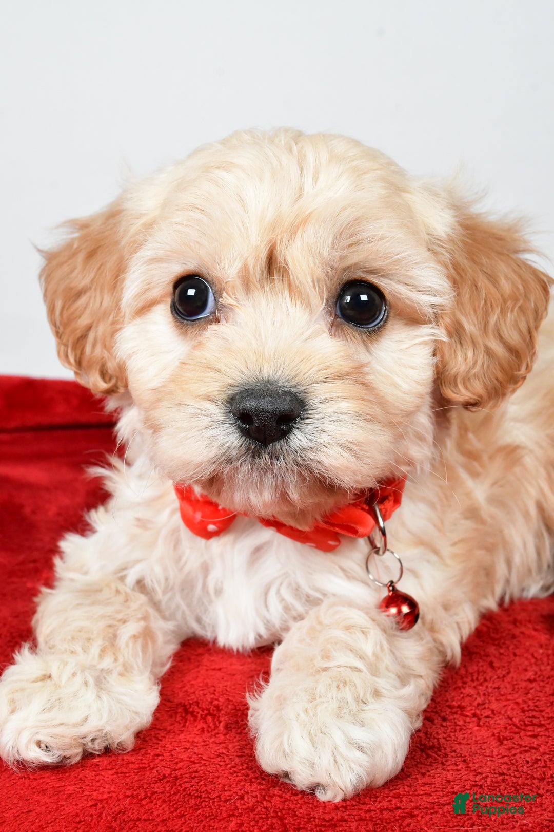 Cavachon dogs for sale: Gale - Ad 5