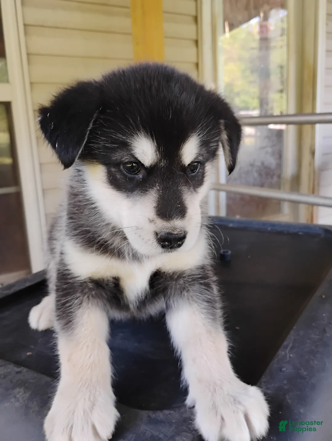 Alaskan Malamute dogs for sale: Alaskan Malamute Puppy 6 - Ad 2