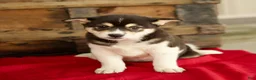 Shiba Inu dogs for sale: Charlie - Ad 1