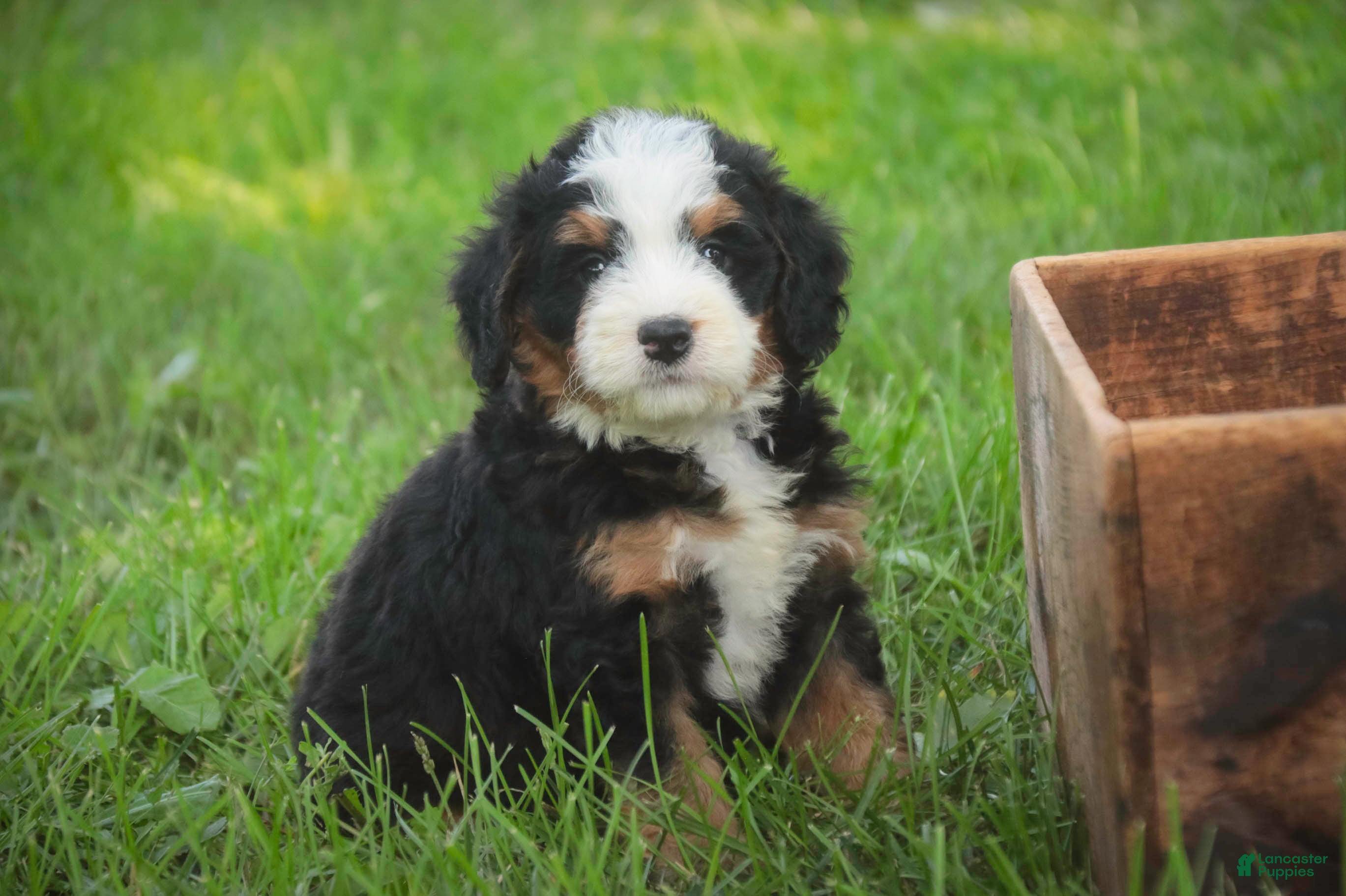 Mini Bernedoodle dogs Mooney Mini Bernedoodle  - Ad 2