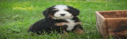 Mini Bernedoodle dogs for sale: Mooney Mini Bernedoodle  - Ad 8