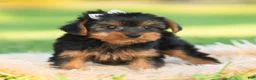 Yorkshire Terrier dogs for sale: Leo - Ad 8