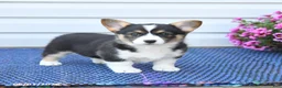 Welsh Corgi Pembroke dogs for sale: Diamond - Ad 2