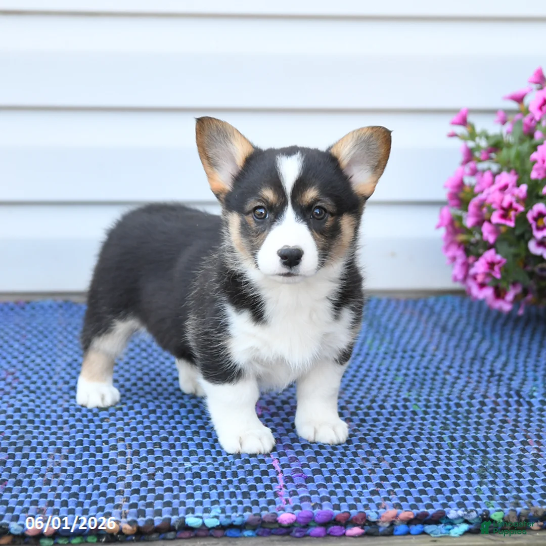 Welsh Corgi Pembroke dogs for sale: Diamond - Ad 2