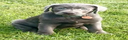 Labrador Retriever dogs for sale: Labrador Retriever 1 - Ad 26