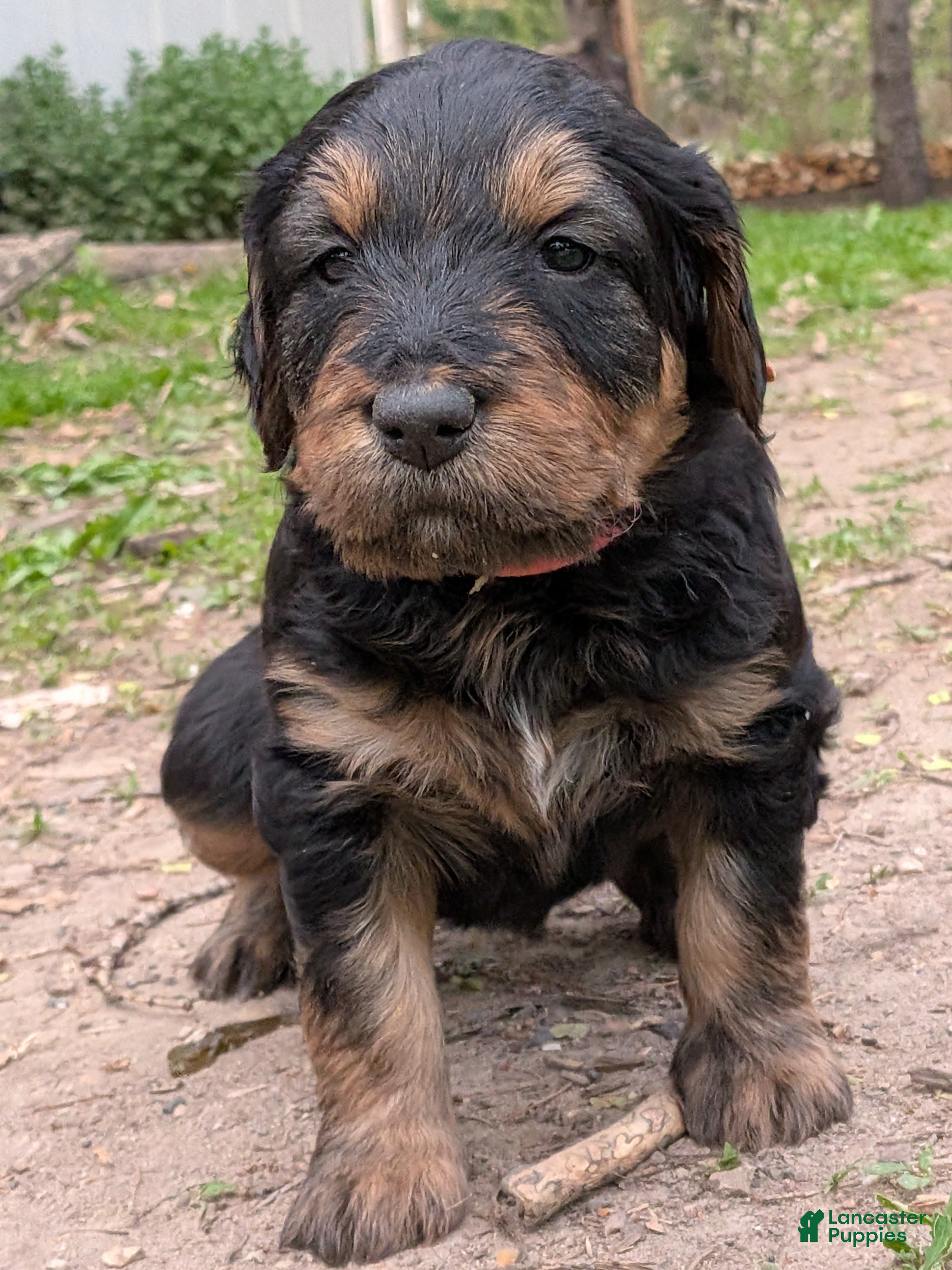 Mixed Breed dogs Winnie  - Ad 33