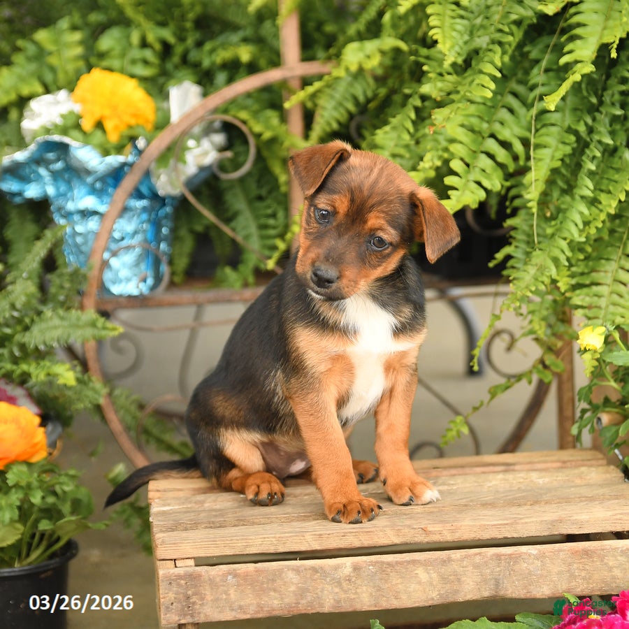 Mixed Breed dogs Fern - Ad 1