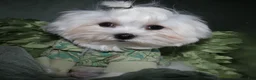 Maltese dogs for sale: Archie  - Ad 7