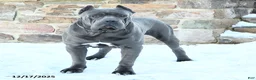 Cane Corso dogs for sale: Gabby - Ad 7