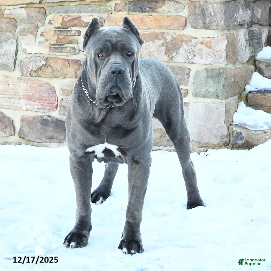 Cane Corso dogs for sale: Gabby - Ad 7