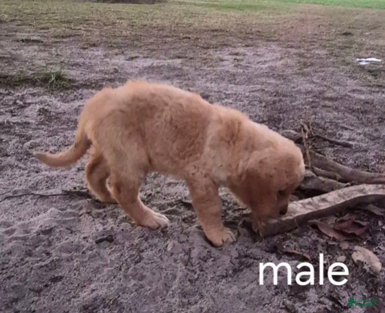 Golden Retriever dogs Boy 3 - Ad 5