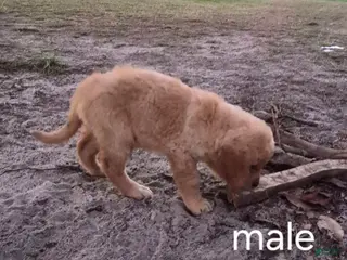 Golden Retriever dogs Boy 3 - Ad 5