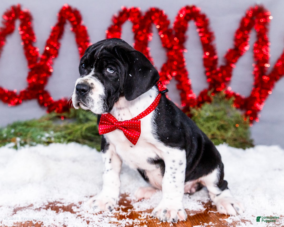 Great Dane dogs for sale: Cookie - Ad 9