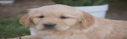 Golden Retriever dogs for sale: Madison - Ad 5