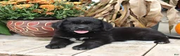Newfoundland dogs for sale: Rayna - Ad 3