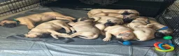 Bullmastiff dogs for sale: Bleau - Ad 9