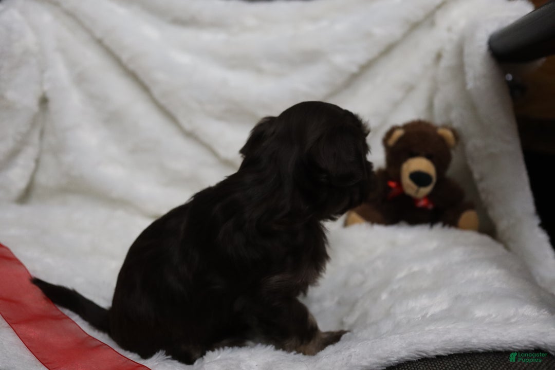 Havanese dogs for sale: Chocolate - Ad 3