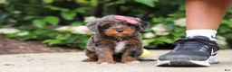 Cavapoo dogs for sale: Kylie - Ad 1