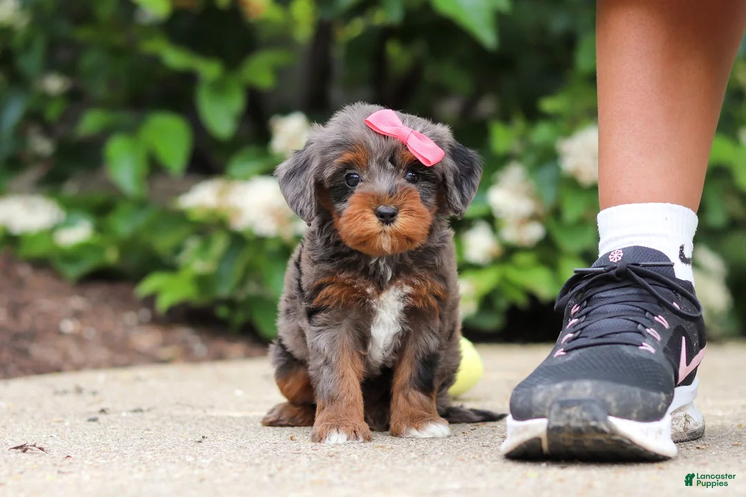 Cavapoo dogs for sale: Kylie - Ad 1