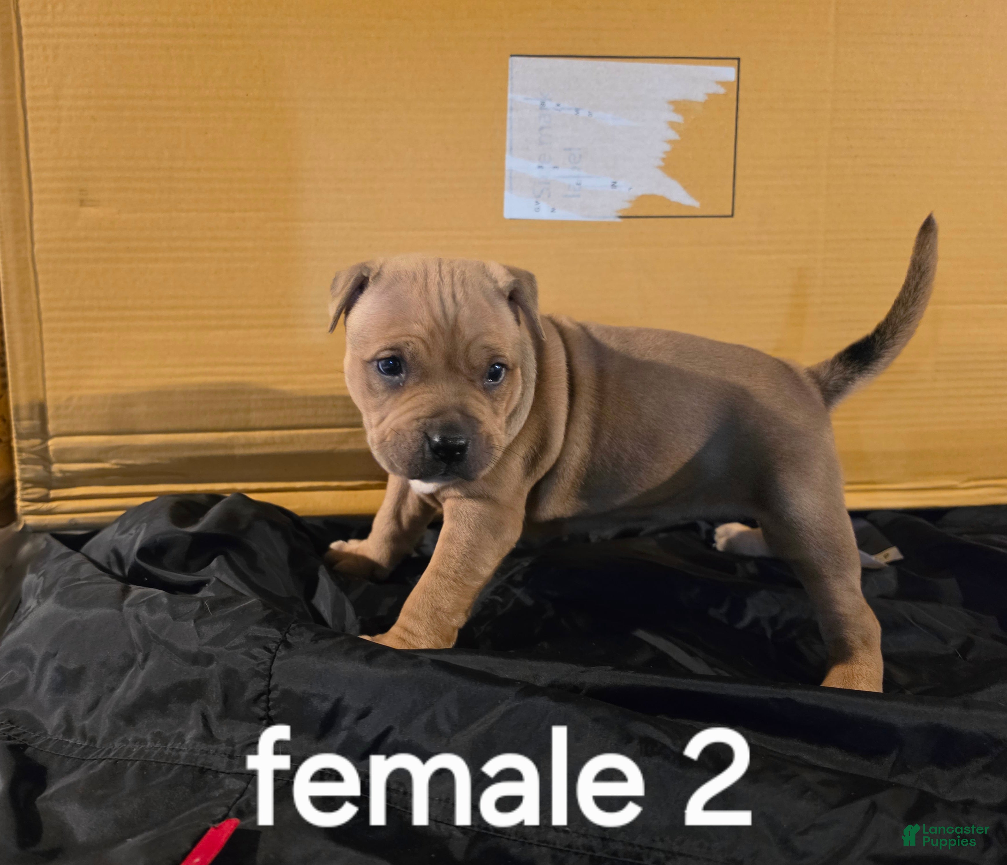 American Pit Bull Terrier dogs American Pit Bull Terrier 4 - Ad 13