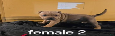 American Pit Bull Terrier 4