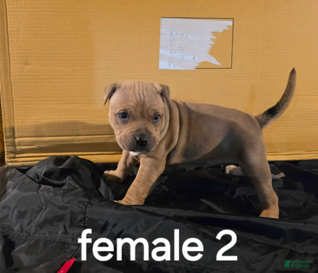 American Pit Bull Terrier dogs for sale: American Pit Bull Terrier 4 - Ad 1