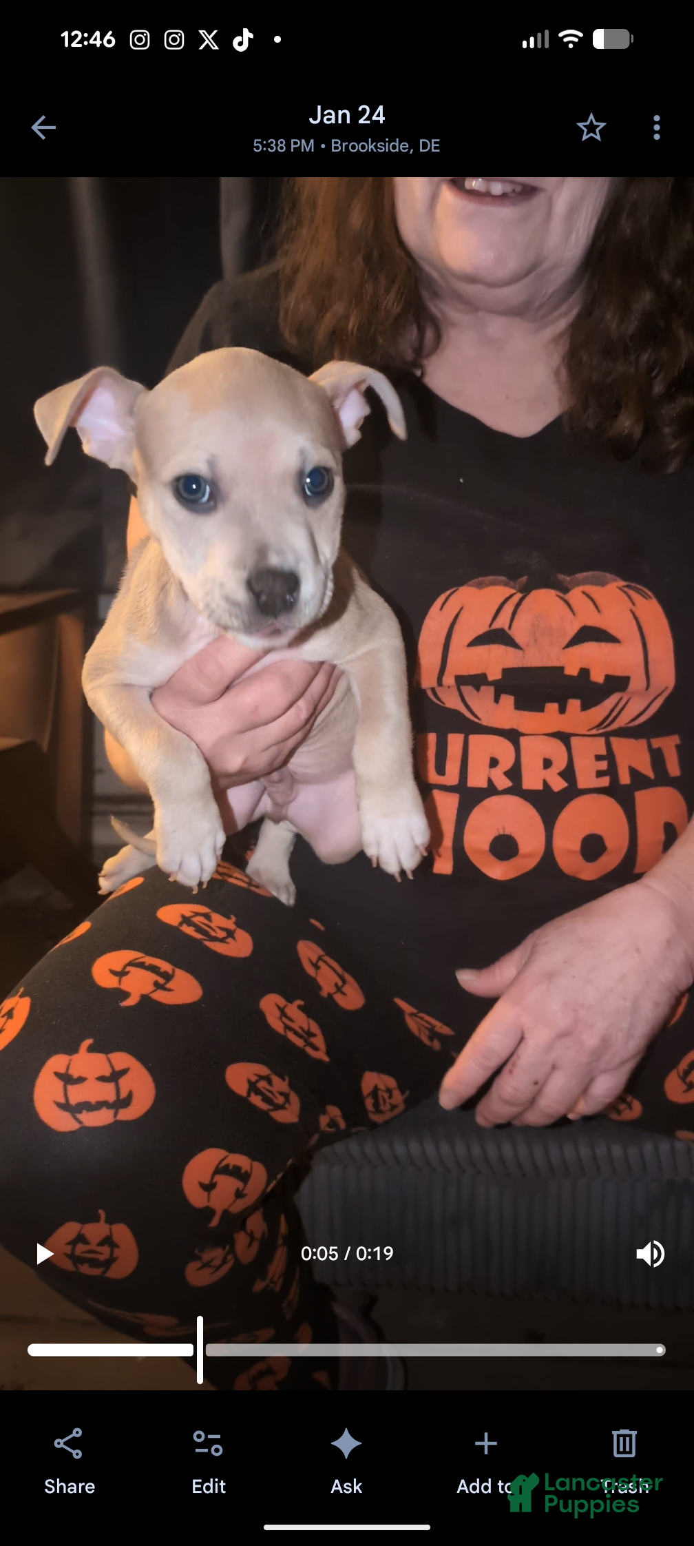 American Bully dogs American Bully Puppy 3 - Ad 9