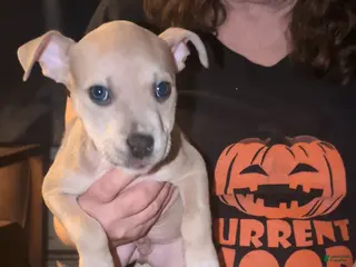 American Bully dogs American Bully Puppy 3 - Ad 9