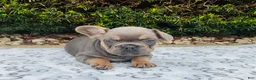 French Bulldog dogs for sale: Sadie - Ad 4