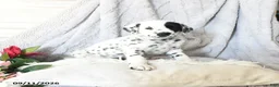 Dalmatian dogs for sale: Butterfly - Ad 3