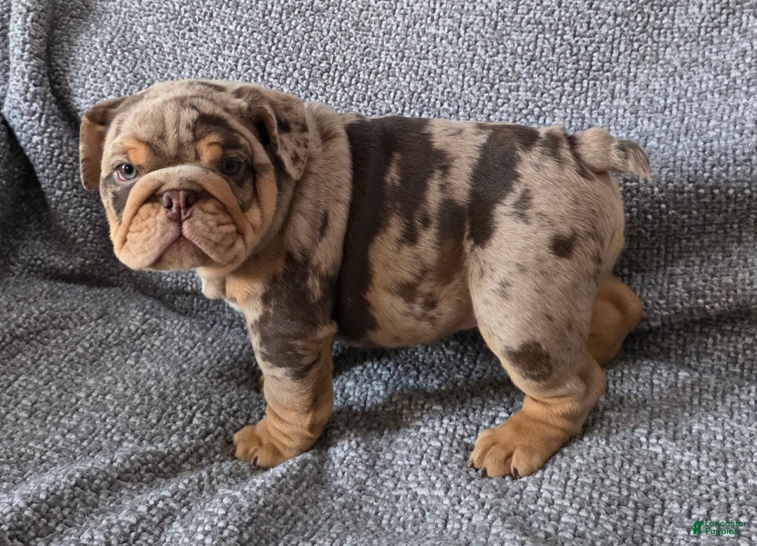 English Bulldog dogs for sale: Earl - Ad 4