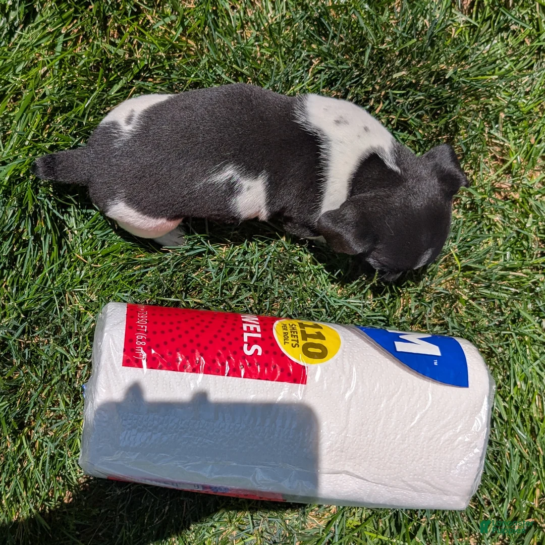 Jack Russell Terrier dogs for sale: Queen - Ad 10