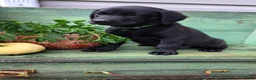 Labrador Retriever dogs for sale: Maggie - Ad 2