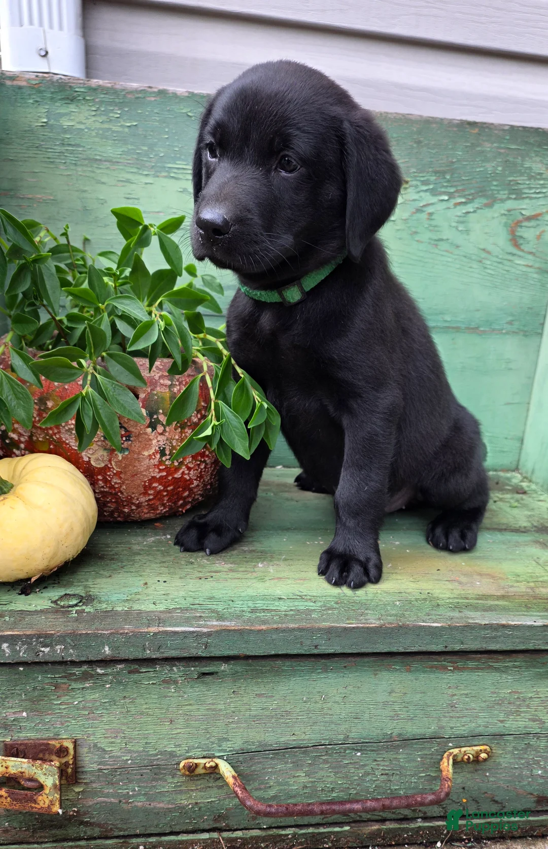 Labrador Retriever dogs for sale: Maggie - Ad 2